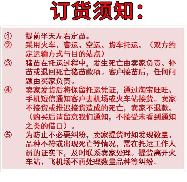 小猪仔活太湖母猪苏太母猪长白母猪约克母猪二元母猪小猪母猪包邮 - 图3