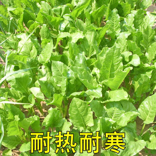 大叶牛皮菜种籽根达菜牛皮菜菜种四季夏季君达农家菜籽蔬菜种子孑 - 图2