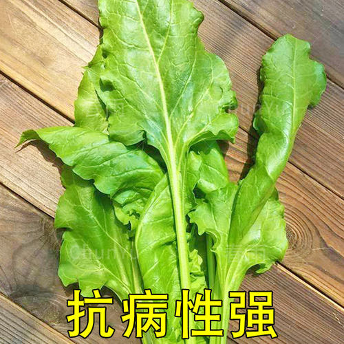 大叶牛皮菜种籽根达菜牛皮菜菜种四季夏季君达农家菜籽蔬菜种子孑 - 图1