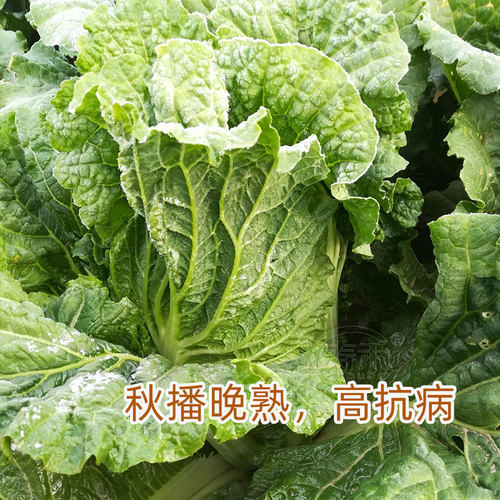 北京新3三号大白菜种子种籽 秋季中四季晚熟抗病高产冬季孑蔬菜 - 图1