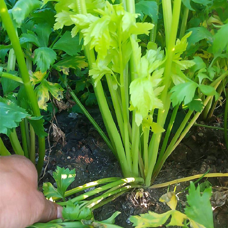 沙拉水果芹菜种子小香芹菜种籽籽种苗秧蔬菜孑苗根根苗幼苗菜籽-图2