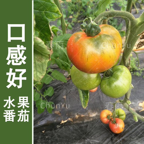 草莓柿子水果番茄种籽苗西红柿西虹市秧苗四季夏季农家蔬菜种子孑 - 图0