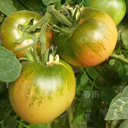 草莓柿子水果番茄种籽苗西红柿西虹市秧苗四季夏季农家蔬菜种子孑 - 图1