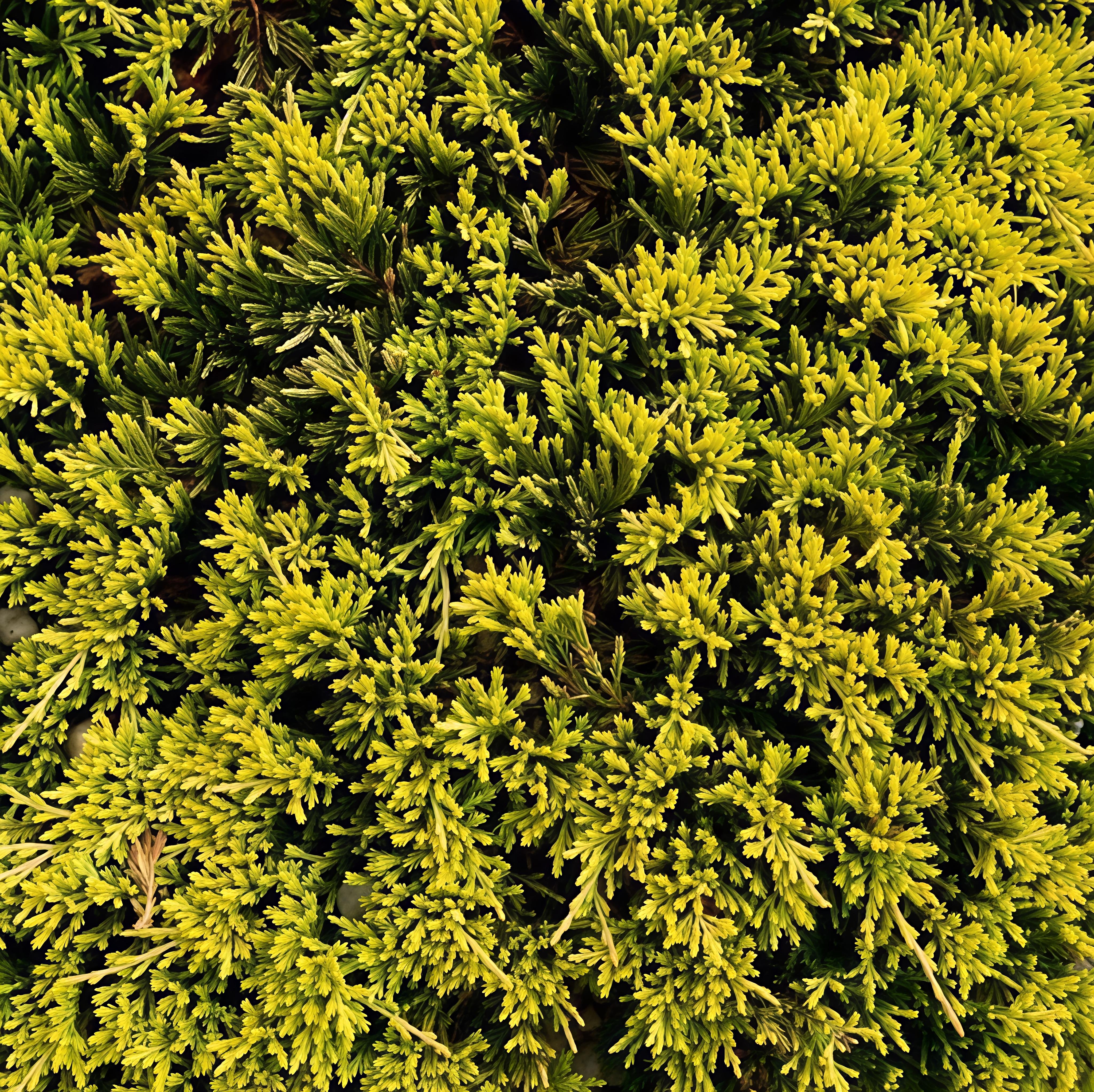 Tile juniper, golden carpet, perennial potted courtyard garden, evergreen plants in all seasons