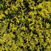 Tile juniper, golden carpet, perennial potted courtyard garden, evergreen plants in all seasons