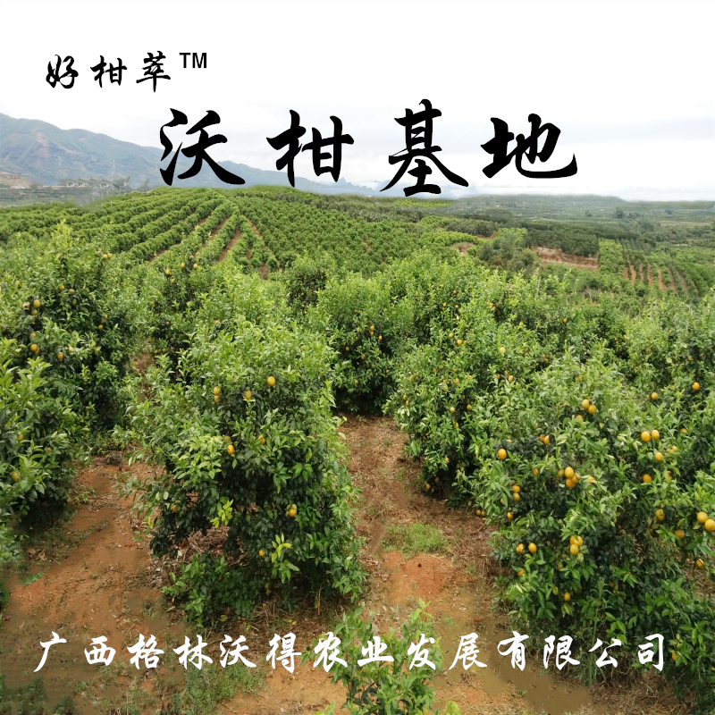 Guangxi Wuming Wogan flagship store non-drug special grade