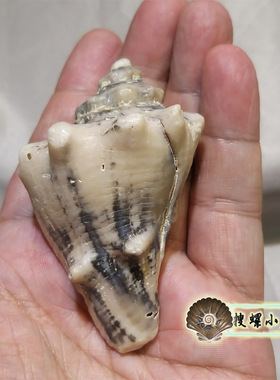 7.5厘米拳螺化石/印尼/中新世