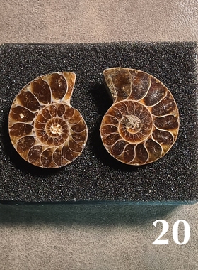 难得有这么小的切片菊石化石/2.5厘米左右配小盒/多选一