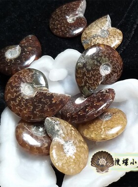 3厘米左右马达加斯加菊石化石/多选一/说明里有详情