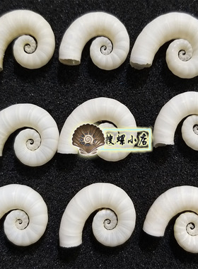 2.2厘米左右精选的卷壳乌贼/个个带胚壳/送小盒/品相好/随机发货