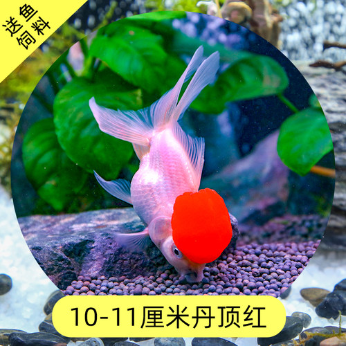 冷水鱼丹顶红狮子头金鱼活体鹤顶红狮头观赏鱼鸿运当头风水招财鱼 - 图1