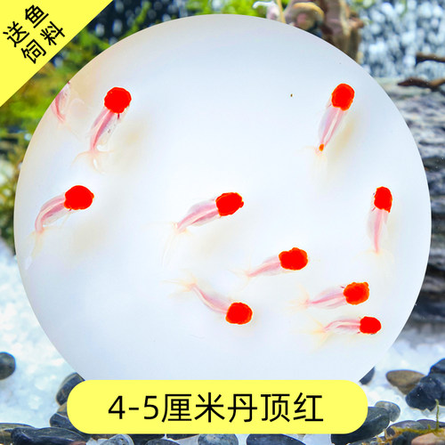 冷水鱼丹顶红狮子头金鱼活体鹤顶红狮头观赏鱼鸿运当头风水招财鱼 - 图2