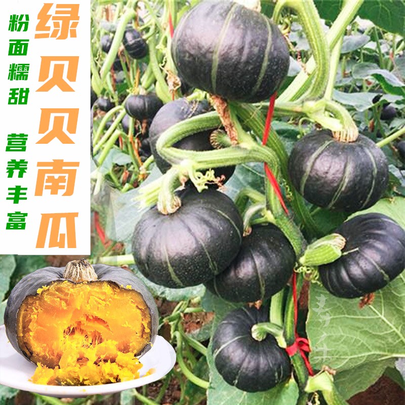 迷你绿贝贝小南瓜种子  高产日本板栗南瓜种孑小南瓜四季蔬菜种籽