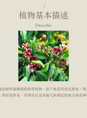 多特瑞 丁香花蕾单方精油15ml官网doterra正品按摩滋养皮肤涂抹