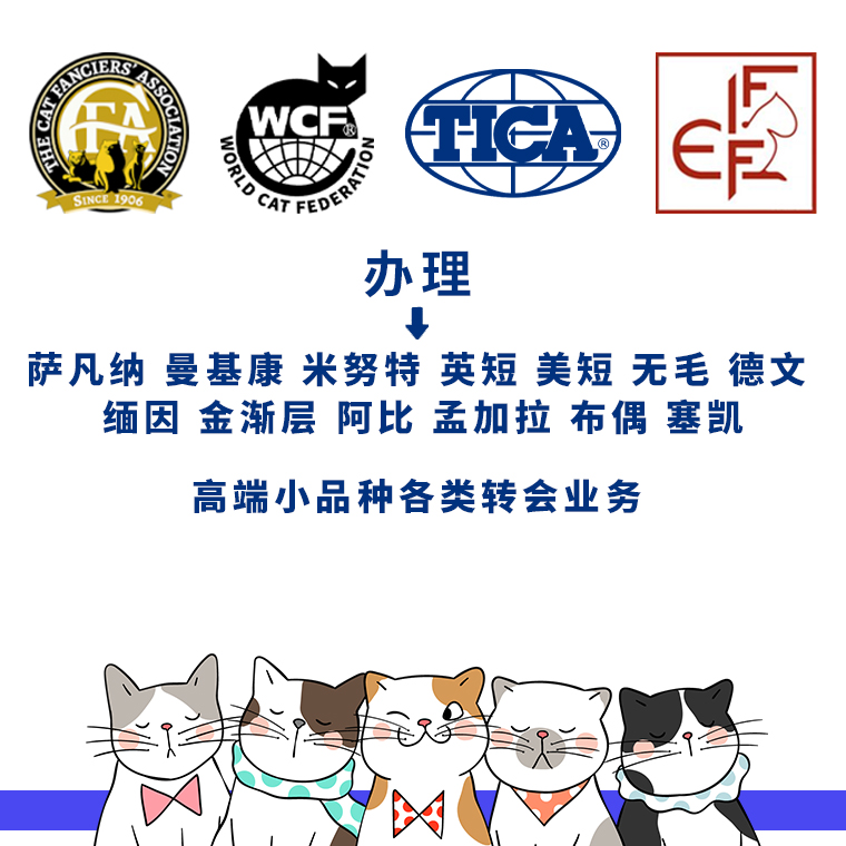 注册CFA猫证书美国CFA猫舍证书注册代办CFA绿纸血统证书 保真注册 - 图3