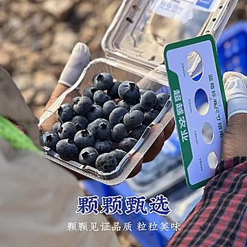 顺丰空运！高原花香蓝莓礼盒15mm*4盒[20元优惠券]-寻折猪