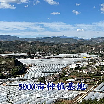 顺丰空运！高原花香蓝莓礼盒15mm*4盒[20元优惠券]-寻折猪