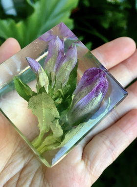 【龙胆】滴胶植物方块标本制作手工干花种子琥珀立体标本摆件