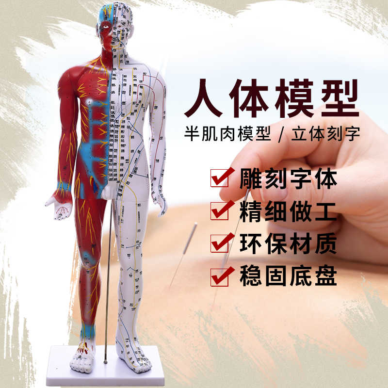 十二经络人体模型 新人首单立减十元 21年9月 淘宝海外