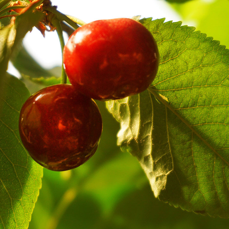 正宗大樱桃树苗车厘子红妃樱桃树苖南方种植嫁接苗水果树果苗大全,淘宝优惠券,粉丝福利购,淘宝优惠卷
