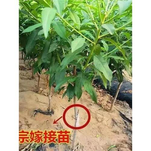中华寿桃嫁接桃树苗特大超甜巨蜜冬桃血桃黄桃水蜜桃树苗耐寒 - 图2