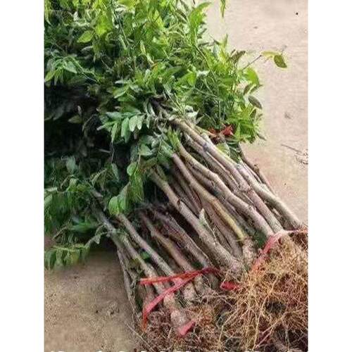 枣树苗三代沾化冬枣大果冰糖苗南北方种植盆栽地栽抗寒果树苗 - 图3