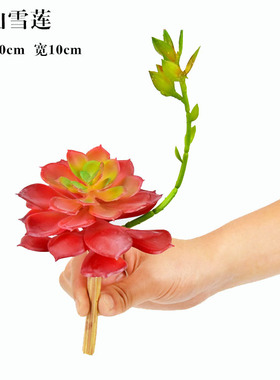 仿真多肉植物仙人掌多肉植物
