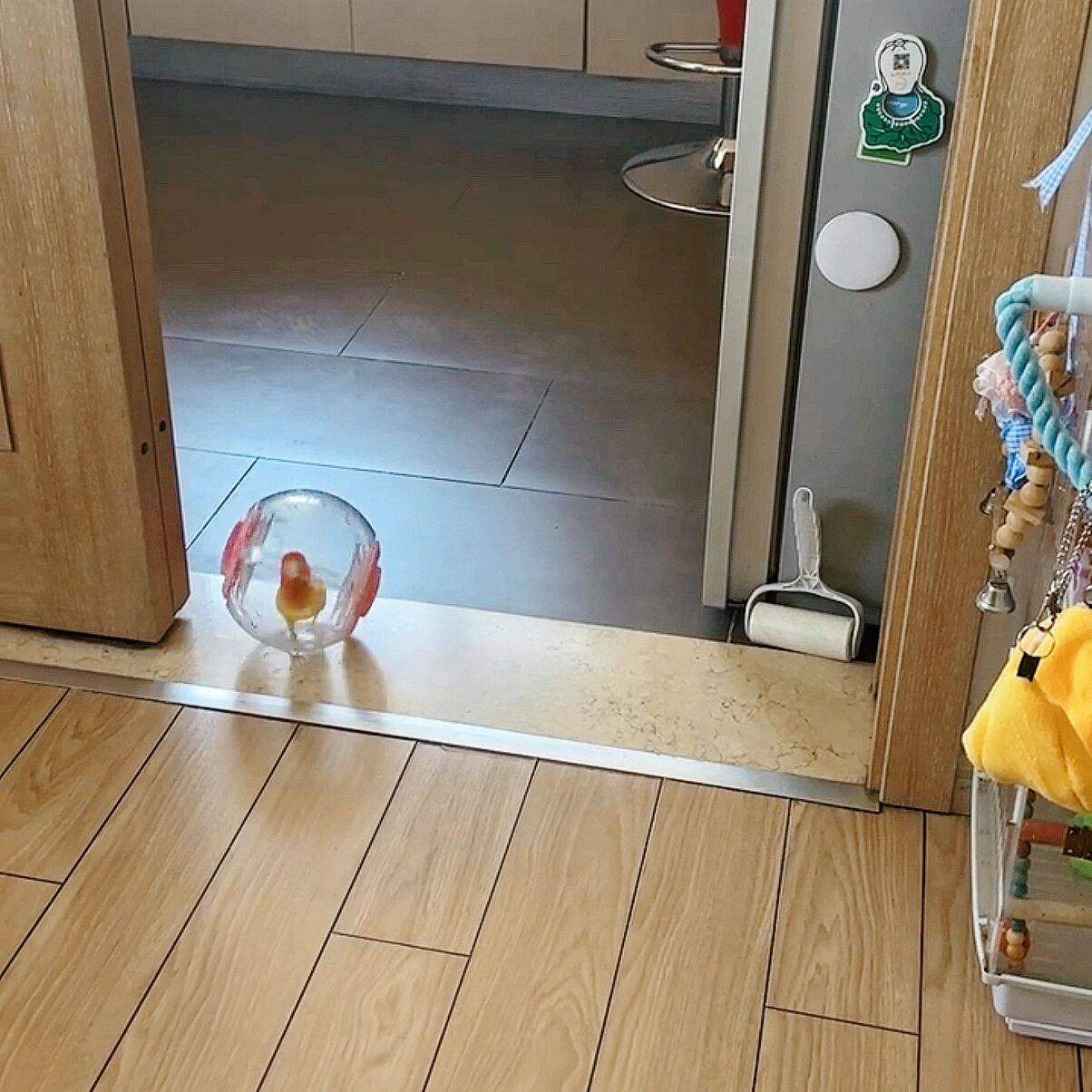 鹦鹉玩具创意小鸟防抑郁跑球小鸡自嗨解闷运动滚球外带仓鼠跑步机,淘宝优惠券,粉丝福利购,淘宝优惠卷