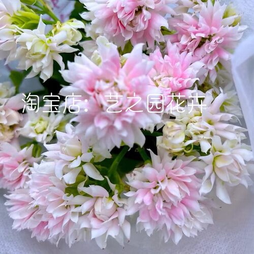 超级玛丽长寿花盆栽带重瓣大花苞大巴黎系列室内打造阳台小花园 - 图3