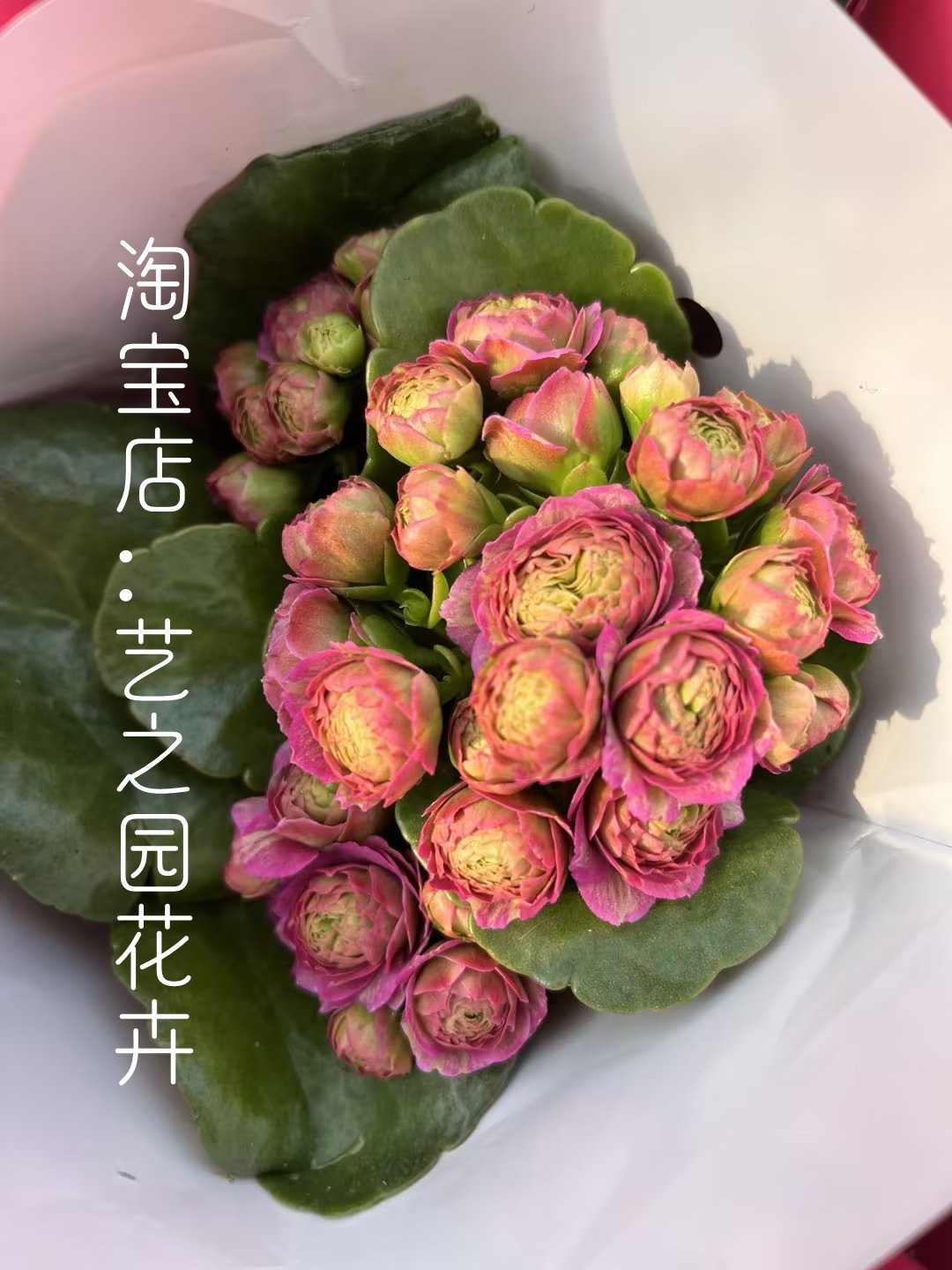 里斯本长寿花新品盆栽带花苞稀有少量重瓣大花朵花型独特 A级货-图3