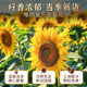 Original Fried Melon Seeds Inner Mongolia New Arrival Particles ໃຫຍ່
