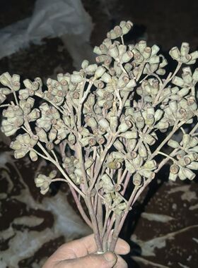 尤加利果干花花束发财果僵尸果森系家居插花装饰