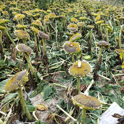 新疆生瓜子葵花子新货大颗粒籽饱满级鲜向日散装北屯特产农家自种 - 图1