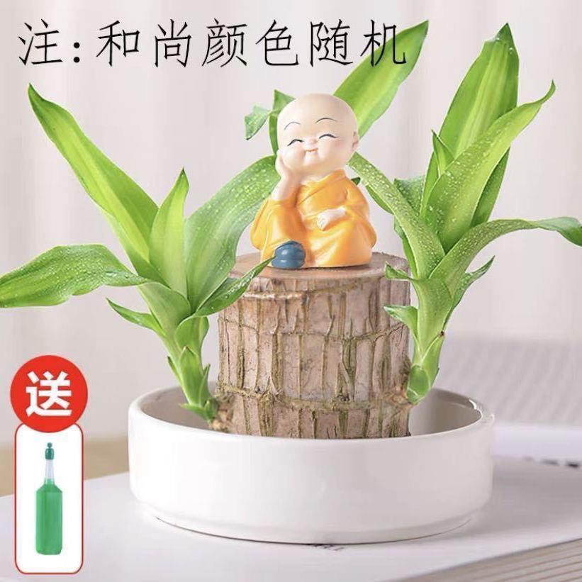 @新疆包邮巴西木幸运木开花水培植物室内水养绿植盆栽格鲁特小树 - 图2