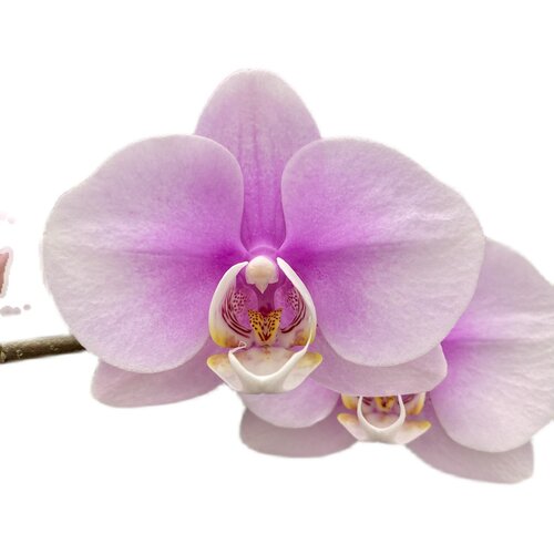 花仙子蝴蝶兰直播专用链接开花株对版好养花卉兰花 - 图3