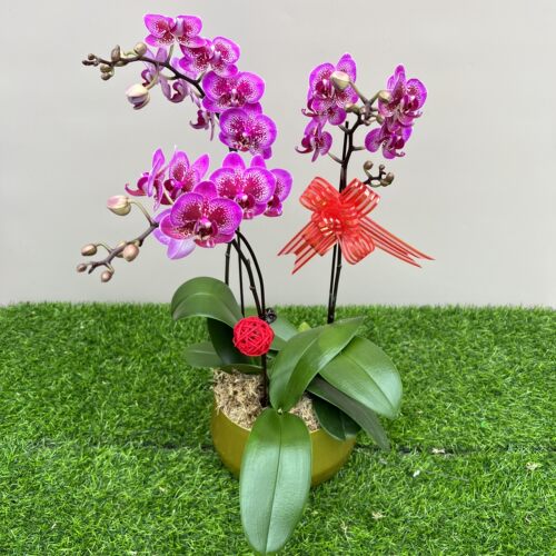 花仙子蝴蝶兰直播专用链接开花株对版好养花卉兰花 - 图1