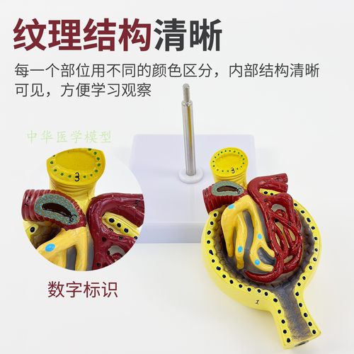 肾小球肾脏解剖模型放大700倍人体解剖模型医学仿真医学教学 - 图2