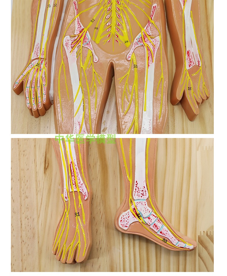 人体神经系统解剖模型 中枢神经脑脊髓 医学系统解剖模型 - 图2