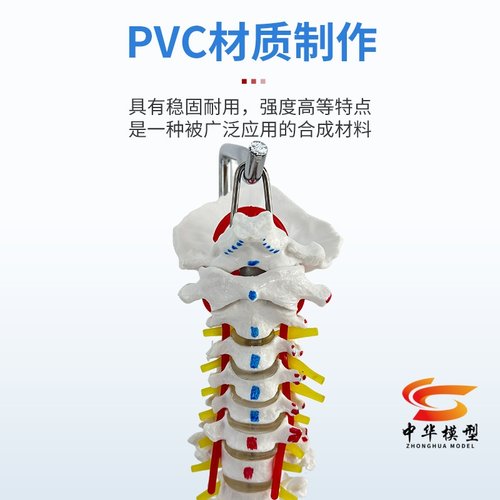 人体脊柱模型人体骨骼大脊椎成人1:1带颈椎胸椎尾椎椎骨骨盆模型 - 图2