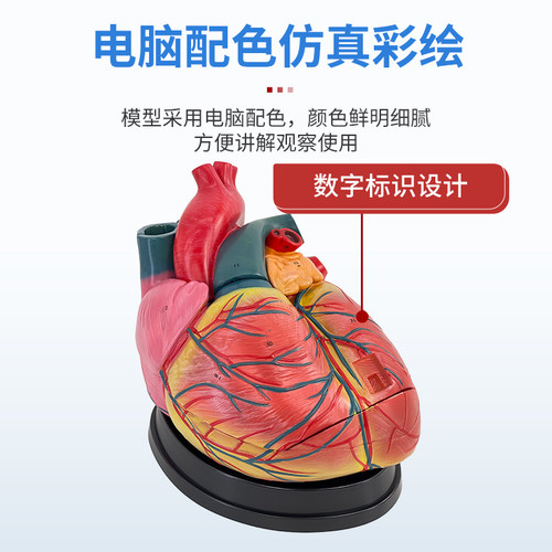 1:1人体心脏模型B超彩超声医学心内科心脏解剖教学模型自然大心脏 - 图2
