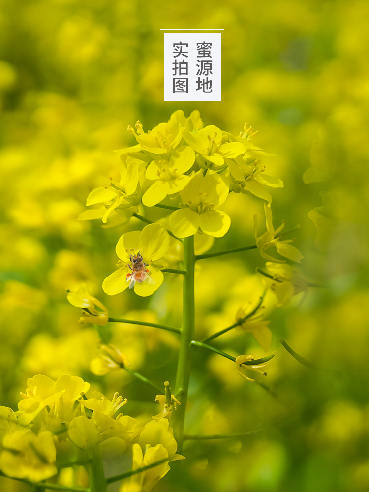 苏弥山旗舰店买一送一苏弥山高原结晶蜜油菜花结晶蜜新蜜500g青海油菜花土蜂蜜0