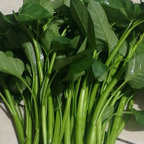 空心菜新鲜2斤3斤包邮重庆农家藤藤菜蕹菜蓊菜通心菜无心菜空筒菜 - 图2