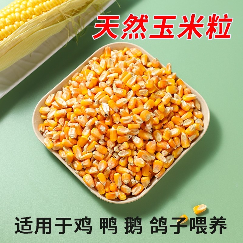 东北大粒玉米干玉米喂鸡鸭鹅鸽子饲料原料,淘宝优惠券,粉丝福利购,淘宝优惠卷