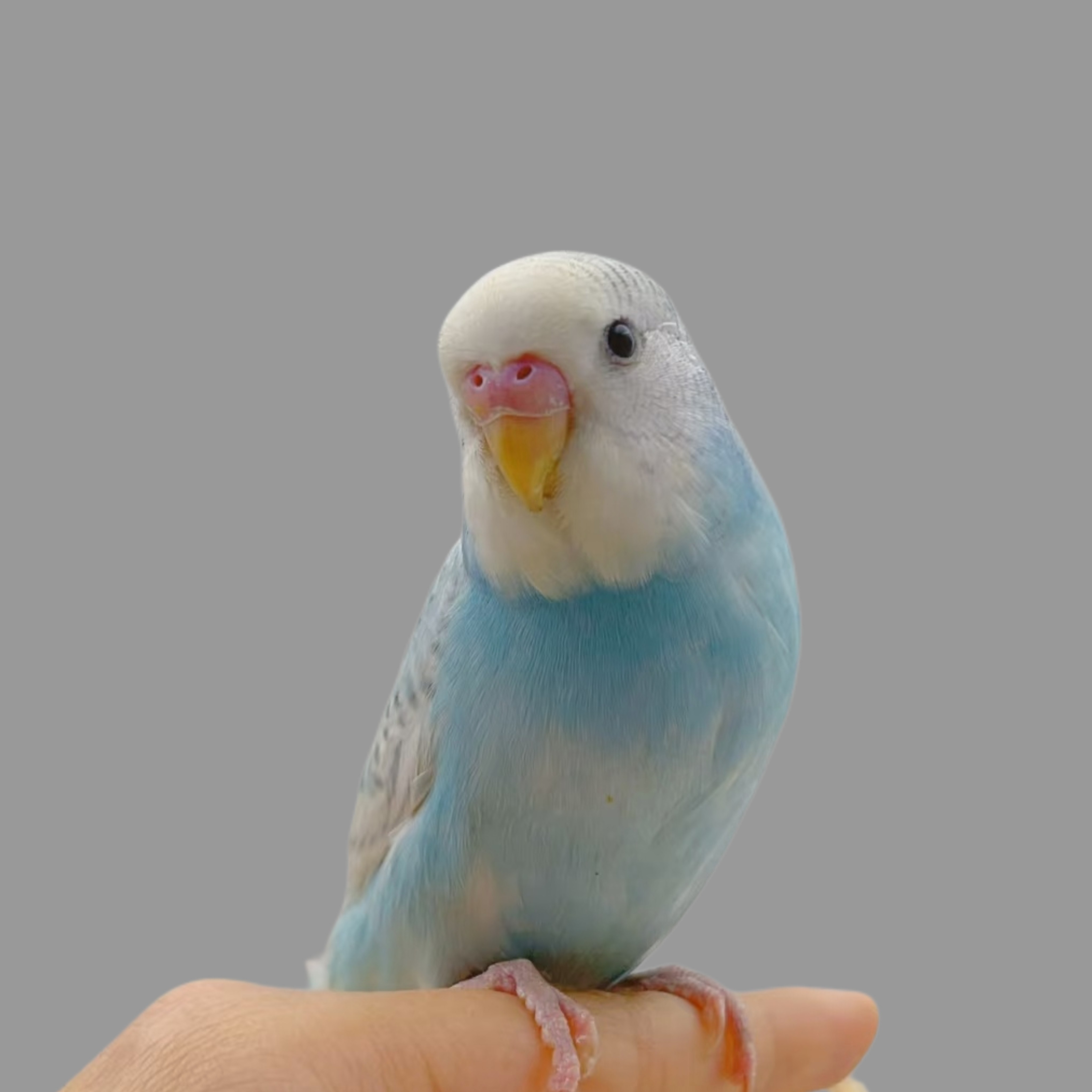 大头虎皮鹦鹉活鸟活物家养宠物鸟幼鸟手养幼鸟小鸟活体鸟,淘宝优惠券,粉丝福利购,淘宝优惠卷