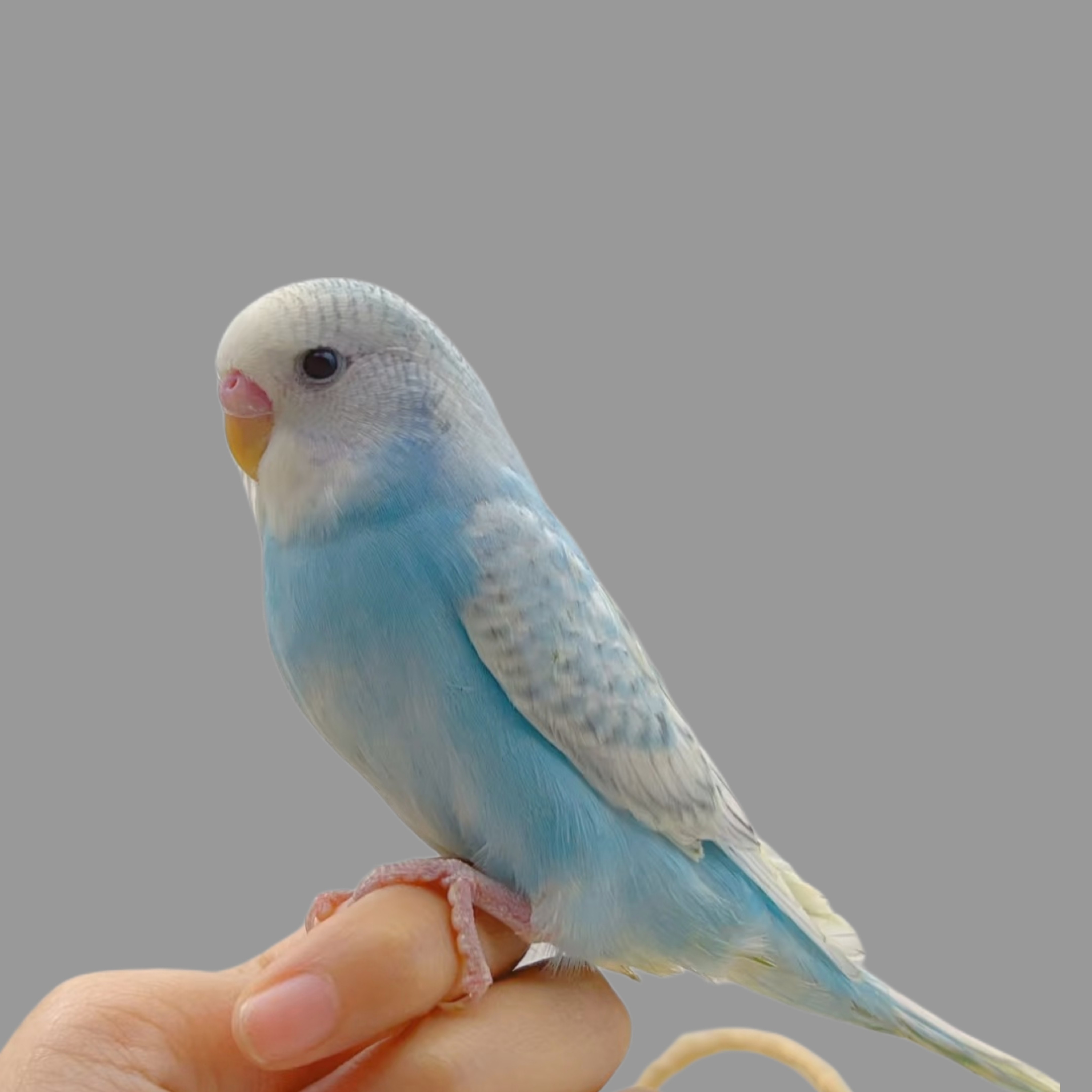 大头虎皮鹦鹉活鸟活物家养宠物鸟幼鸟手养幼鸟小鸟活体鸟,淘宝优惠券,粉丝福利购,淘宝优惠卷