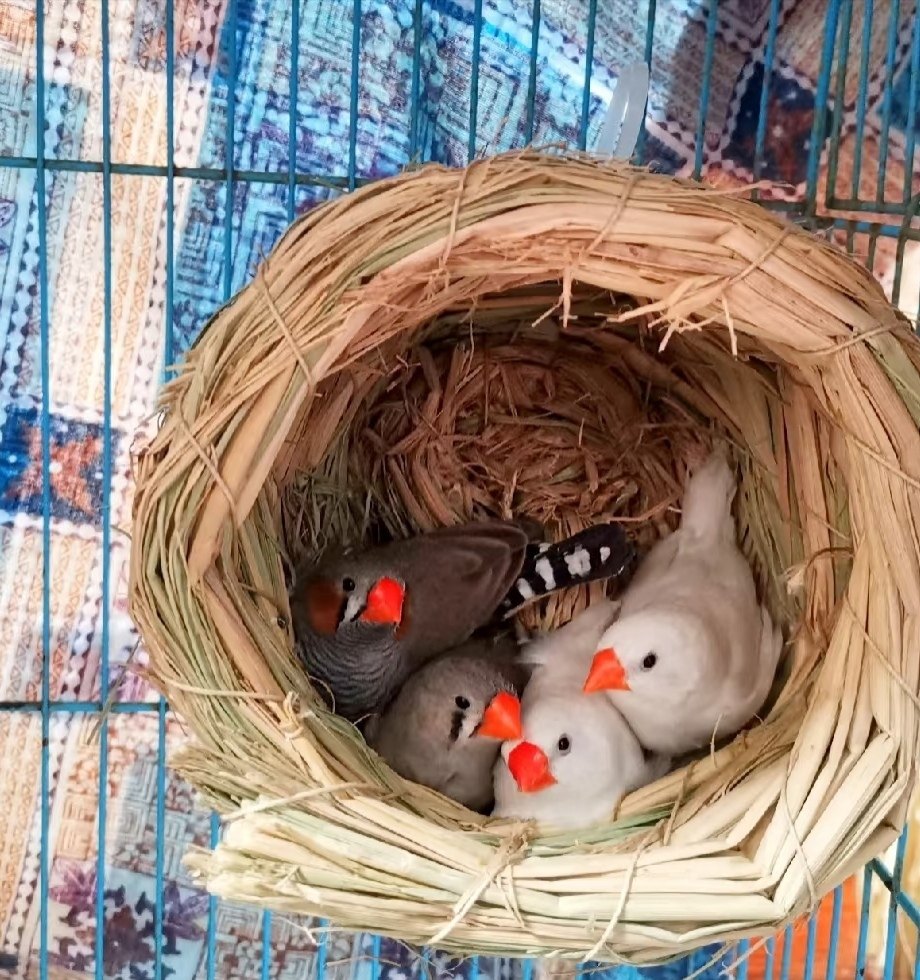 珍珠小鸟活物宠物鸟活鸟手养家养宠物小型鸟包邮,淘宝优惠券,粉丝福利购,淘宝优惠卷