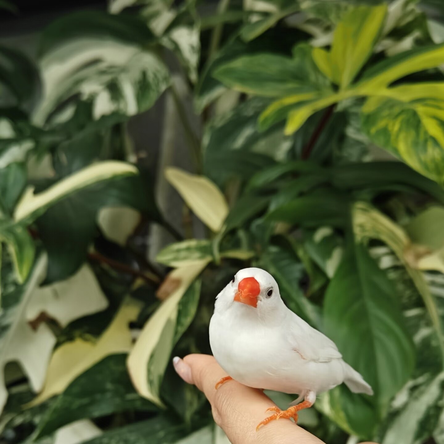 珍珠小鸟活物宠物鸟活鸟手养家养宠物小型鸟包邮,淘宝优惠券,粉丝福利购,淘宝优惠卷