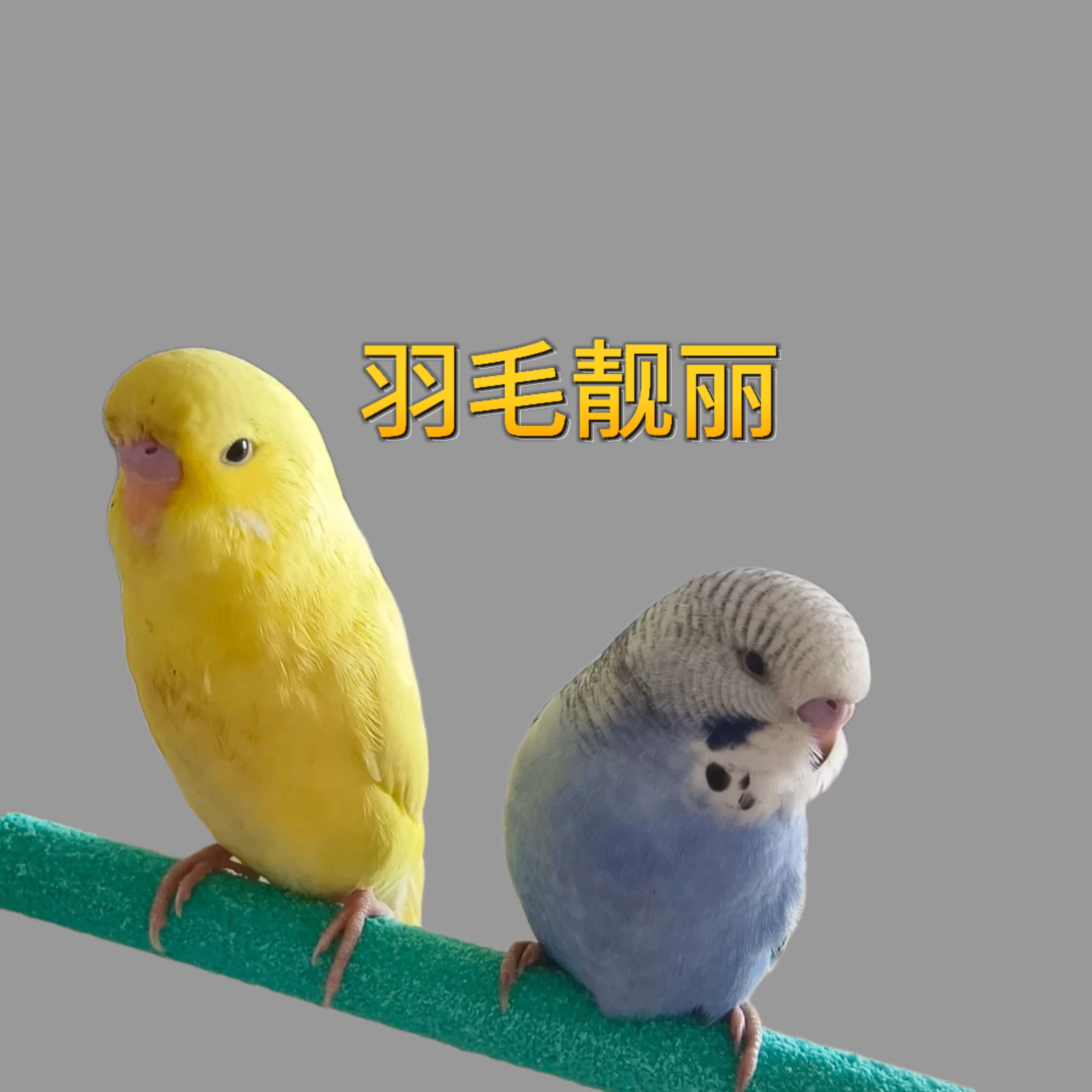 大头虎皮鹦鹉活鸟活物家养宠物鸟幼鸟手养幼鸟小鸟活体鸟,淘宝优惠券,粉丝福利购,淘宝优惠卷