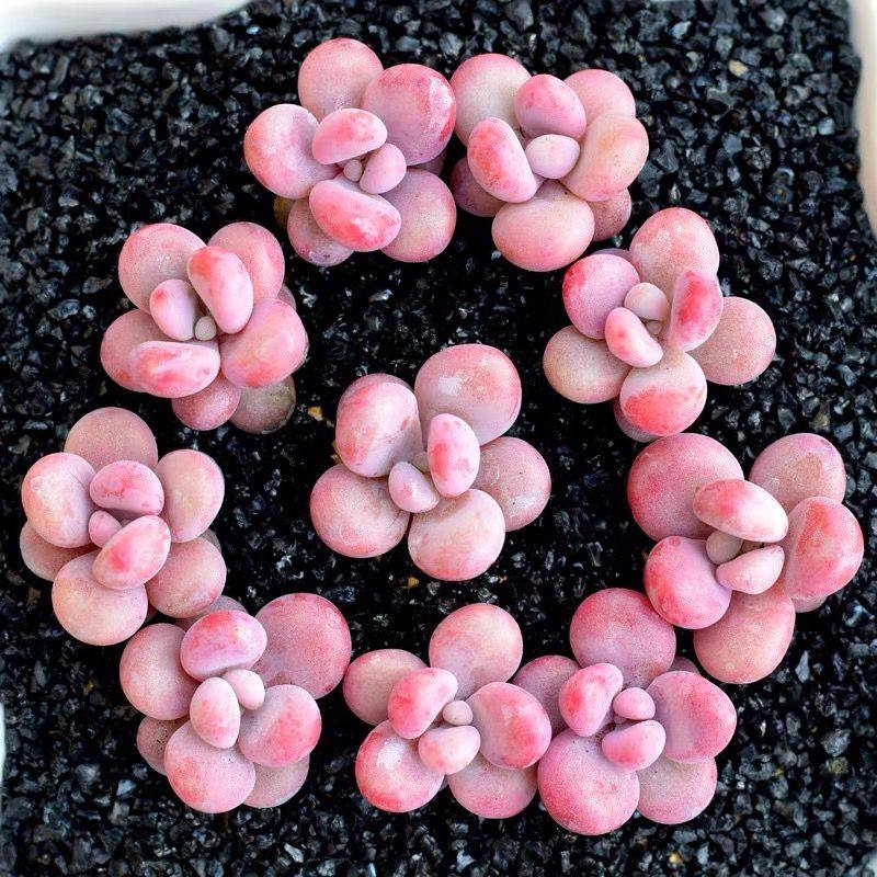 精品桃蛋多肉植物精控腰子蛋多头老桩套餐室内办公室桌面小盆栽,淘宝优惠券,粉丝福利购,淘宝优惠卷