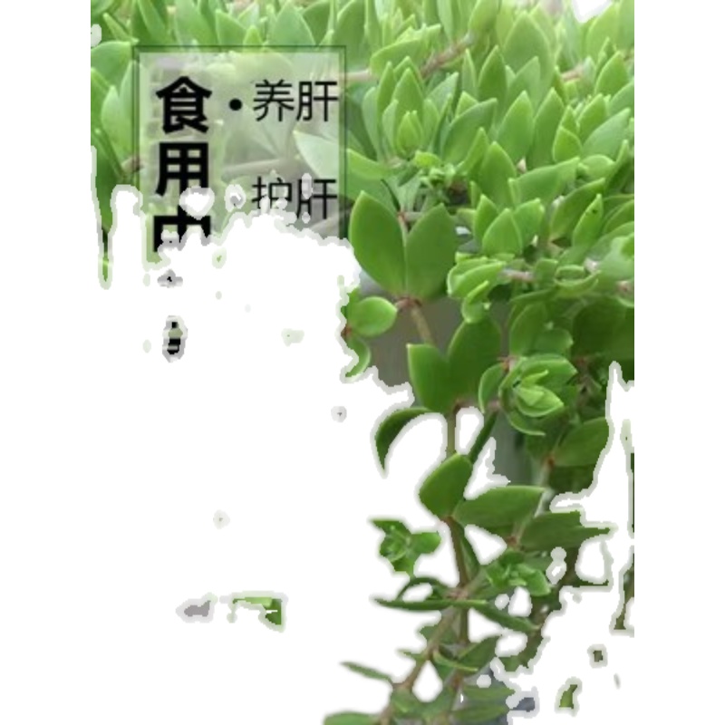 正宗垂盆草中药材盆栽食用养肝护肝植物四季常青吊兰耐寒阳台驱蚊-图3